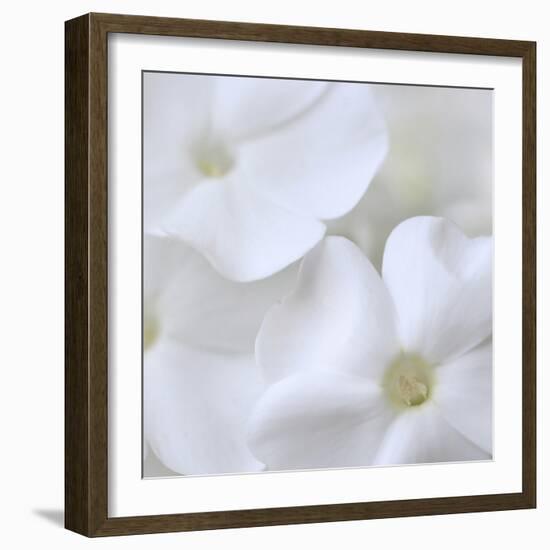 White Phlox-Anna Miller-Framed Photographic Print