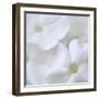 White Phlox-Anna Miller-Framed Photographic Print