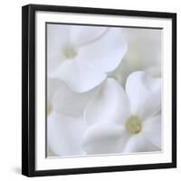 White Phlox-Anna Miller-Framed Photographic Print