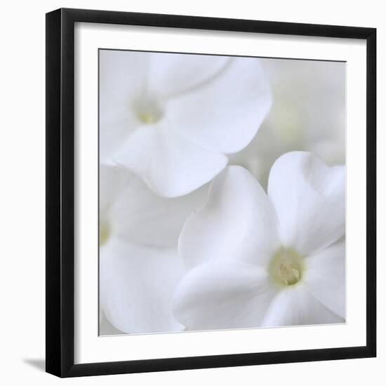 White Phlox-Anna Miller-Framed Photographic Print