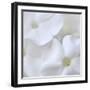 White Phlox-Anna Miller-Framed Photographic Print