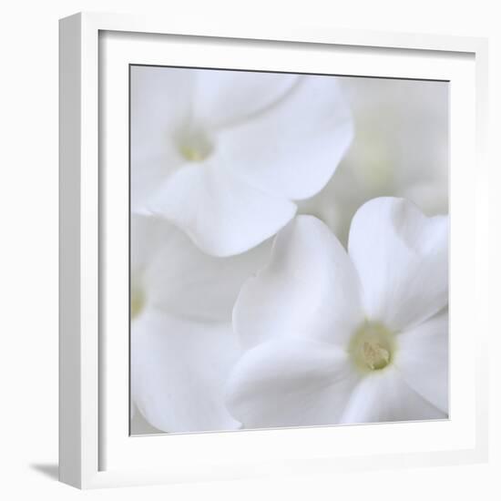 White Phlox-Anna Miller-Framed Photographic Print