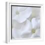 White Phlox-Anna Miller-Framed Photographic Print