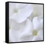 White Phlox-Anna Miller-Framed Stretched Canvas