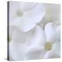 White Phlox-Anna Miller-Stretched Canvas