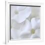 White Phlox-Anna Miller-Framed Photographic Print