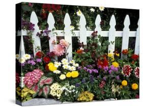 White Picket Fence and Flowers, Sammamish, Washington, USA-Darrell Gulin-Stretched Canvas