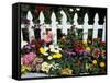 White Picket Fence and Flowers, Sammamish, Washington, USA-Darrell Gulin-Framed Stretched Canvas