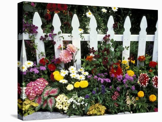 White Picket Fence and Flowers, Sammamish, Washington, USA-Darrell Gulin-Stretched Canvas