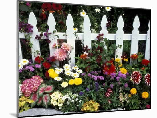 White Picket Fence and Flowers, Sammamish, Washington, USA-Darrell Gulin-Mounted Premium Photographic Print