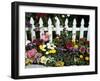 White Picket Fence and Flowers, Sammamish, Washington, USA-Darrell Gulin-Framed Photographic Print