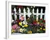 White Picket Fence and Flowers, Sammamish, Washington, USA-Darrell Gulin-Framed Photographic Print