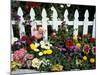 White Picket Fence and Flowers, Sammamish, Washington, USA-Darrell Gulin-Mounted Photographic Print