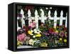 White Picket Fence and Flowers, Sammamish, Washington, USA-Darrell Gulin-Framed Stretched Canvas