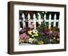 White Picket Fence and Flowers, Sammamish, Washington, USA-Darrell Gulin-Framed Photographic Print