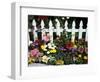 White Picket Fence and Flowers, Sammamish, Washington, USA-Darrell Gulin-Framed Photographic Print