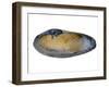 White Piddock Shell, Inside, Belgium-Philippe Clement-Framed Photographic Print