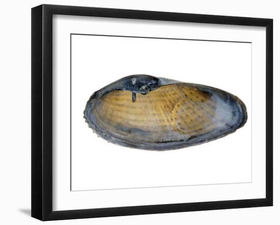 White Piddock Shell, Inside, Belgium-Philippe Clement-Framed Photographic Print