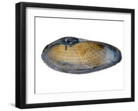 White Piddock Shell, Inside, Belgium-Philippe Clement-Framed Photographic Print