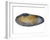 White Piddock Shell, Inside, Belgium-Philippe Clement-Framed Photographic Print