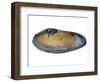 White Piddock Shell, Inside, Belgium-Philippe Clement-Framed Photographic Print