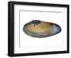 White Piddock Shell, Inside, Belgium-Philippe Clement-Framed Photographic Print