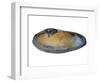 White Piddock Shell, Inside, Belgium-Philippe Clement-Framed Photographic Print