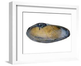 White Piddock Shell, Inside, Belgium-Philippe Clement-Framed Photographic Print