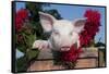 White Piglet in Antique Wooden Egg Case with Bee Balm, Red Kerchief, Sycamore, Illinois, USA-Lynn M^ Stone-Framed Stretched Canvas