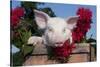 White Piglet in Antique Wooden Egg Case with Bee Balm, Red Kerchief, Sycamore, Illinois, USA-Lynn M^ Stone-Stretched Canvas