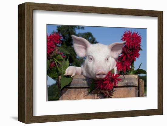 White Piglet in Antique Wooden Egg Case with Bee Balm, Red Kerchief, Sycamore, Illinois, USA-Lynn M^ Stone-Framed Photographic Print