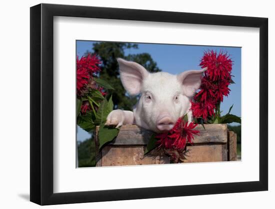 White Piglet in Antique Wooden Egg Case with Bee Balm, Red Kerchief, Sycamore, Illinois, USA-Lynn M^ Stone-Framed Photographic Print