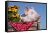 White Piglet in Antique Wooden Egg Case with Black-Eyed SUSAns-Lynn M^ Stone-Framed Stretched Canvas