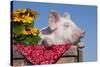 White Piglet in Antique Wooden Egg Case with Black-Eyed SUSAns-Lynn M^ Stone-Stretched Canvas