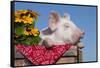 White Piglet in Antique Wooden Egg Case with Black-Eyed SUSAns-Lynn M^ Stone-Framed Stretched Canvas