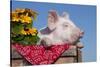 White Piglet in Antique Wooden Egg Case with Black-Eyed SUSAns-Lynn M^ Stone-Stretched Canvas