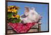 White Piglet in Antique Wooden Egg Case with Black-Eyed SUSAns-Lynn M^ Stone-Framed Photographic Print