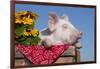 White Piglet in Antique Wooden Egg Case with Black-Eyed SUSAns-Lynn M^ Stone-Framed Photographic Print