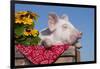 White Piglet in Antique Wooden Egg Case with Black-Eyed SUSAns-Lynn M^ Stone-Framed Photographic Print