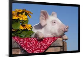 White Piglet in Antique Wooden Egg Case with Black-Eyed SUSAns-Lynn M^ Stone-Framed Photographic Print