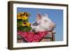 White Piglet in Antique Wooden Egg Case with Black-Eyed SUSAns-Lynn M^ Stone-Framed Photographic Print