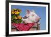 White Piglet in Antique Wooden Egg Case with Black-Eyed SUSAns-Lynn M^ Stone-Framed Photographic Print