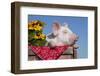 White Piglet in Antique Wooden Egg Case with Black-Eyed SUSAns-Lynn M^ Stone-Framed Photographic Print