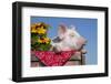 White Piglet in Antique Wooden Egg Case with Black-Eyed SUSAns-Lynn M^ Stone-Framed Photographic Print