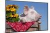 White Piglet in Antique Wooden Egg Case with Black-Eyed SUSAns-Lynn M^ Stone-Mounted Photographic Print