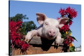 White Piglet in Antique Wooden Egg Crate with Bee Balm, Sycamore, Illinois, USA-Lynn M^ Stone-Stretched Canvas