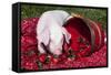 White Piglet Kneeling to Eat Strawberries on Red Table Cloth with Basket, Sycamore-Lynn M^ Stone-Framed Stretched Canvas
