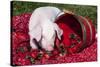 White Piglet Kneeling to Eat Strawberries on Red Table Cloth with Basket, Sycamore-Lynn M^ Stone-Stretched Canvas