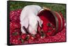 White Piglet Kneeling to Eat Strawberries on Red Table Cloth with Basket, Sycamore-Lynn M^ Stone-Framed Stretched Canvas