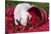 White Piglet Kneeling to Eat Strawberries on Red Table Cloth with Basket, Sycamore-Lynn M^ Stone-Stretched Canvas